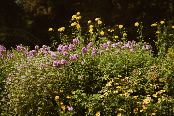 files/wildflower-bushes.jpg